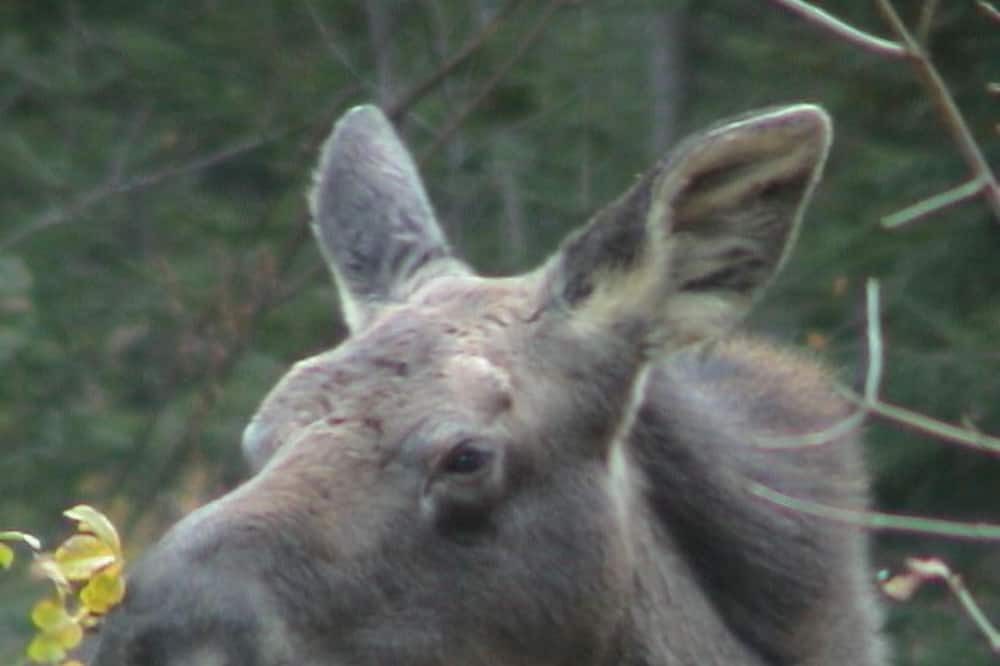 Photo of Others in Oquossoc