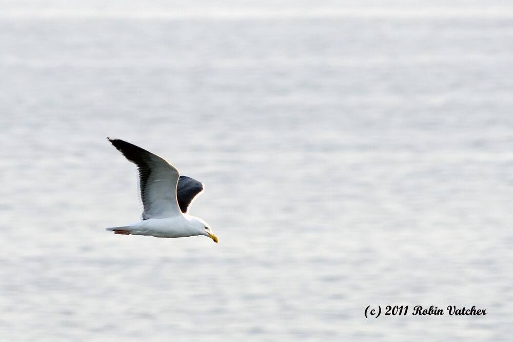 Photo of Others in Twillingate