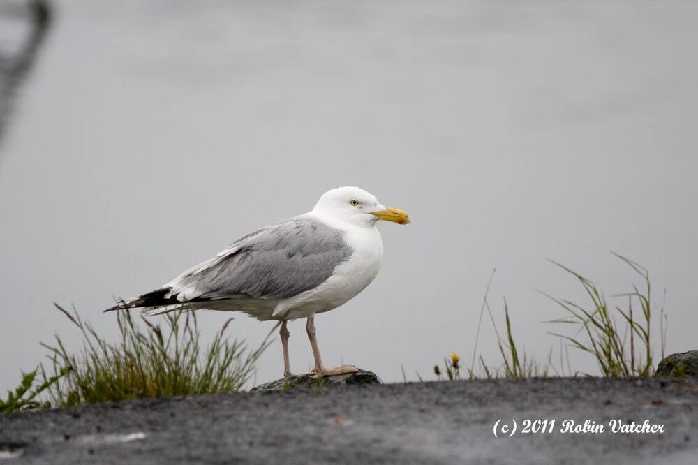 Photo of Others in Twillingate