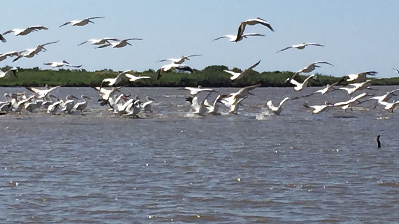 Photo of Others in Hackberry