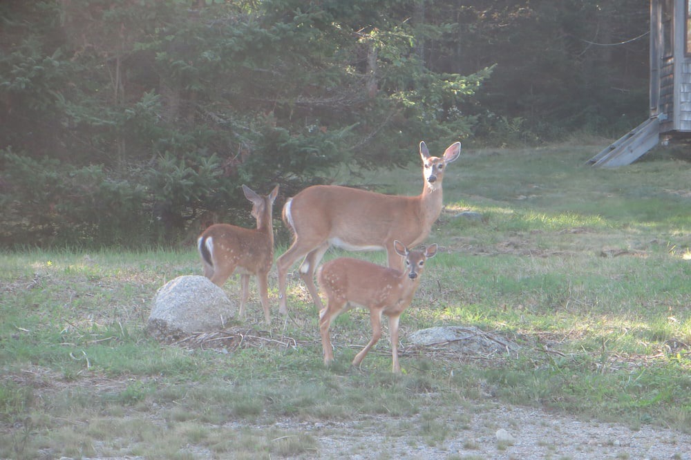 Photo of Outdoor in Hancock Point