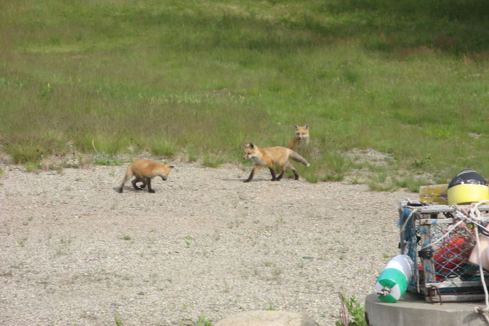 Photo of Others in Hancock Point