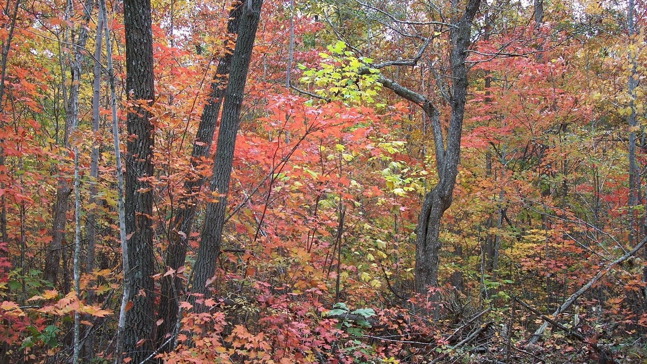 Photo of Outdoor in Spencer