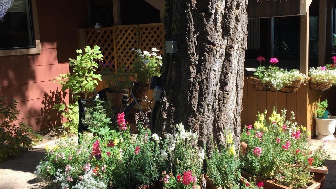 Photo of Outdoor in Tahoe Pines