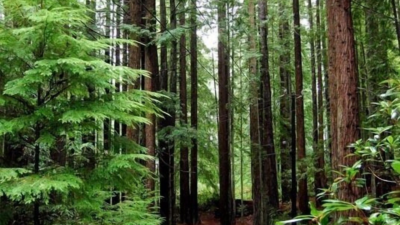 Photo of Outdoor in Mendocino