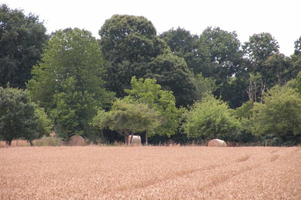 Photo of Others in Plouer-sur-Rance