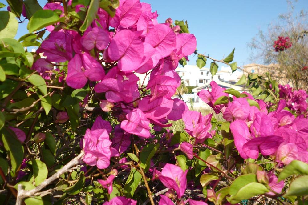 Photo of Others in Playa Flamenca