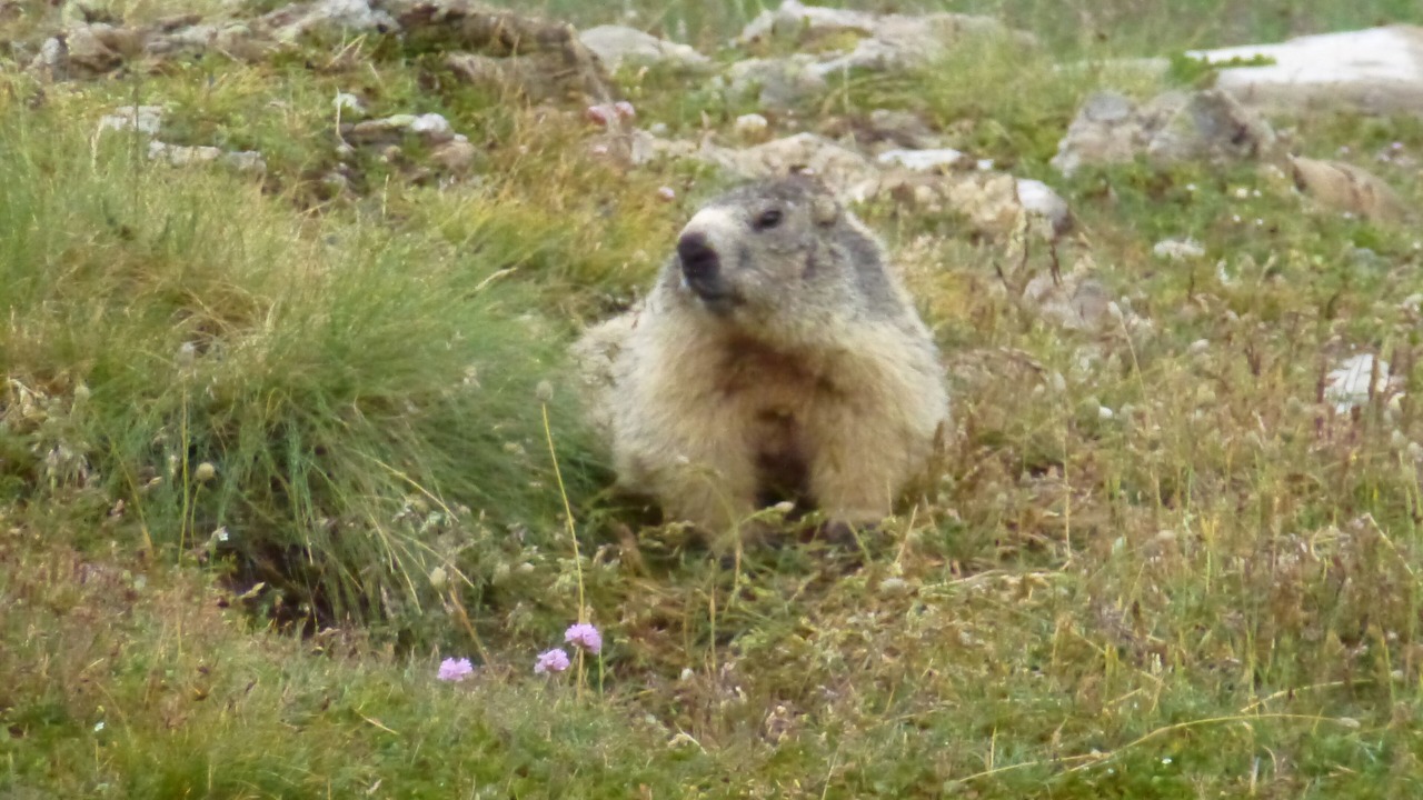 Photo of Outdoor in Entraunes