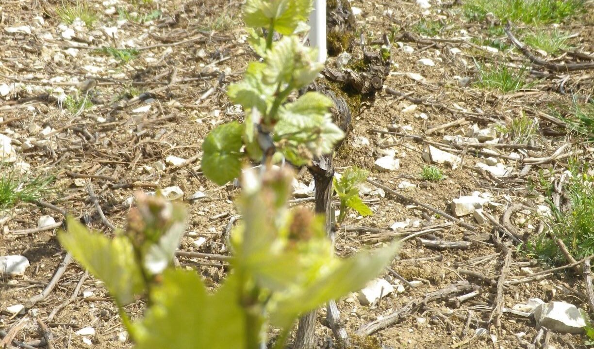 Photo of Outdoor in Meurville