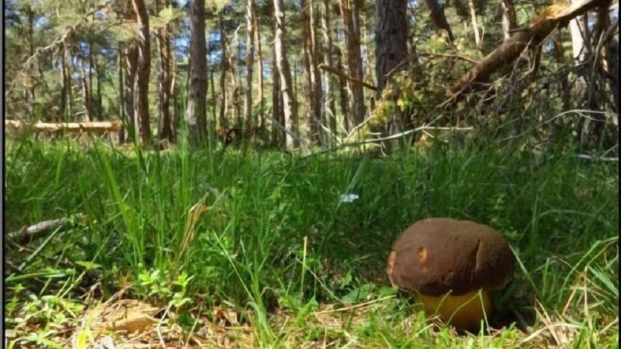 Photo of Outdoor in El Rasillo de Cameros
