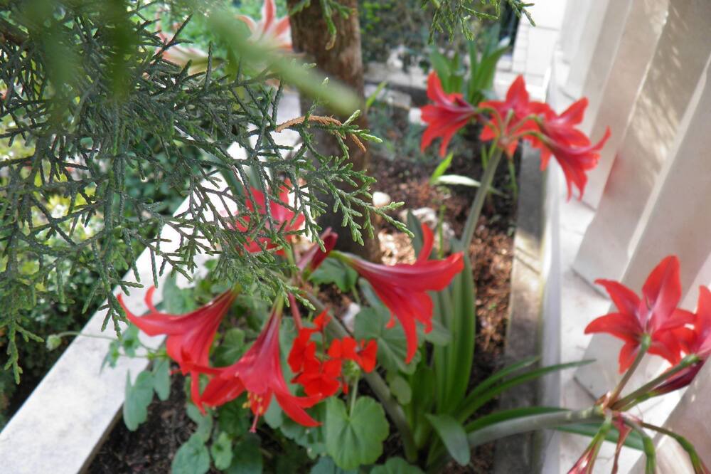 Photo of Outdoor in Brela
