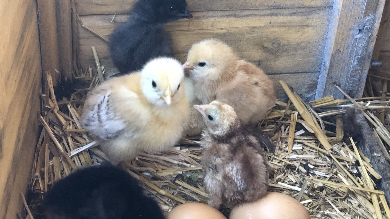 Photo of Others in Vezelay