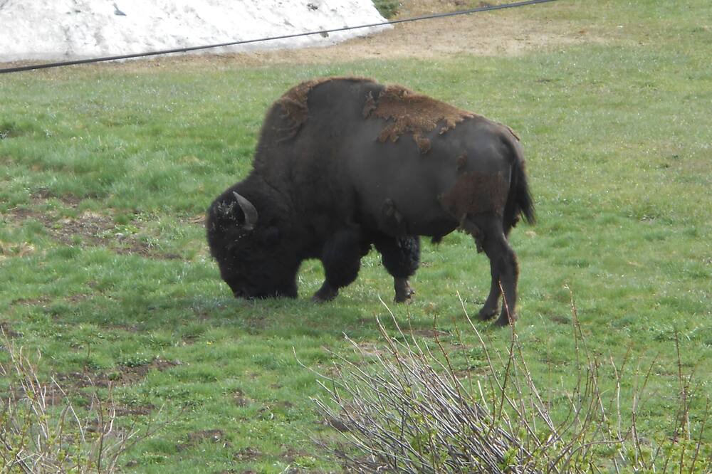 Photo of Outdoor in Cooke City-Silver Gate