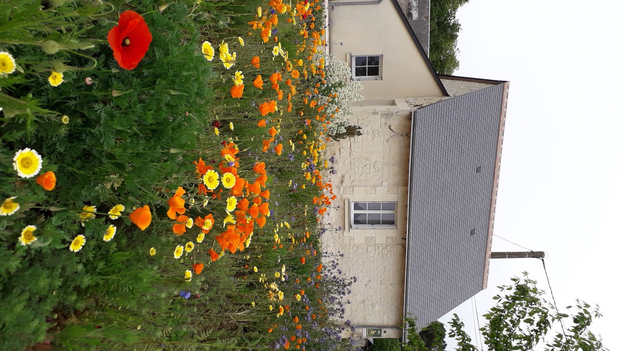 Photo of Outdoor in Ingrandes-de-Touraine