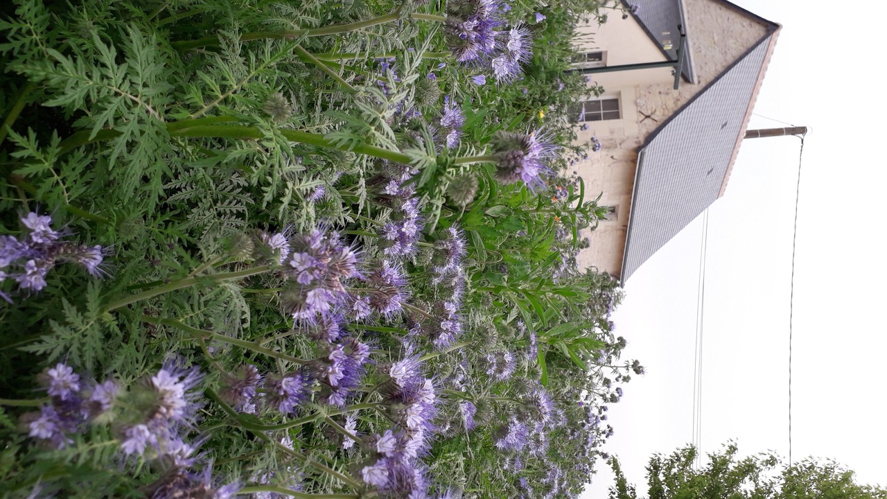 Photo of Outdoor in Ingrandes-de-Touraine