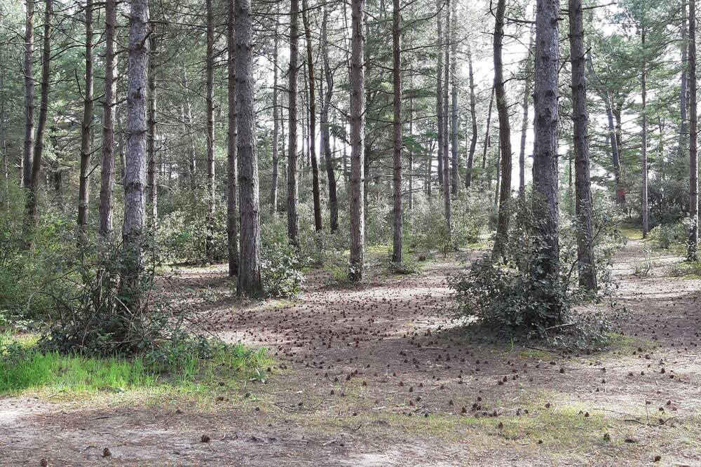 Photo of Outdoor in Saint-Jean-de-Monts