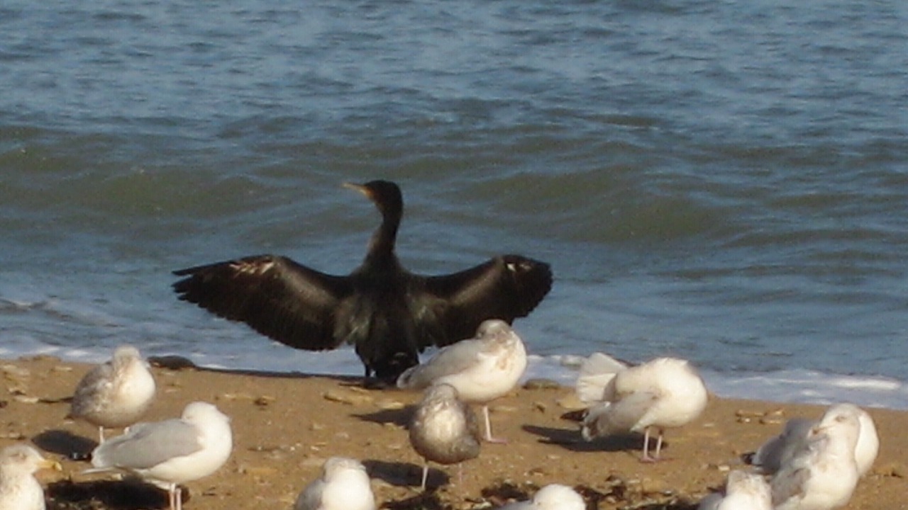 Photo of Others in Luc-sur-Mer