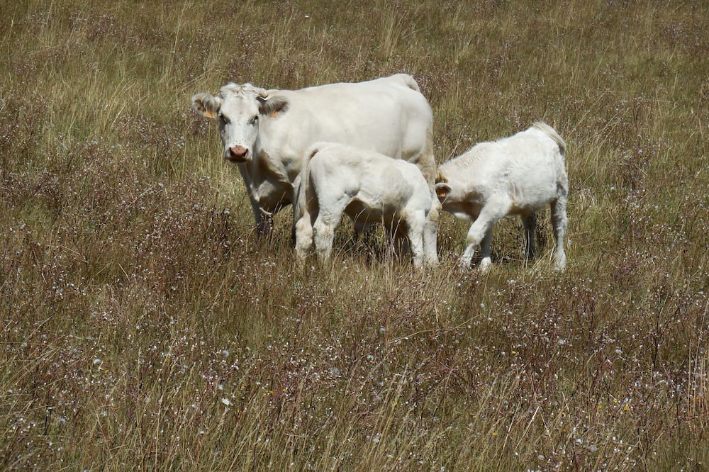 Photo of Outdoor in La Batie-Vieille