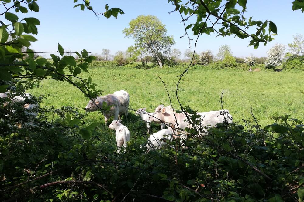 Photo of Outdoor in Sainte-Honorine-des-Pertes