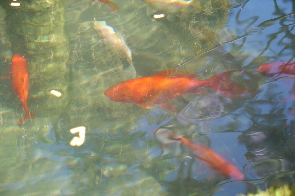 Photo of Outdoor in Lagrasse