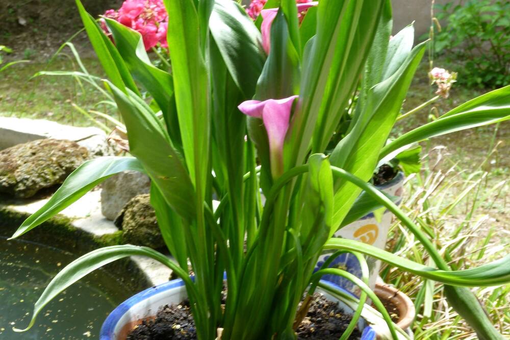 Photo of Outdoor in Lagrasse