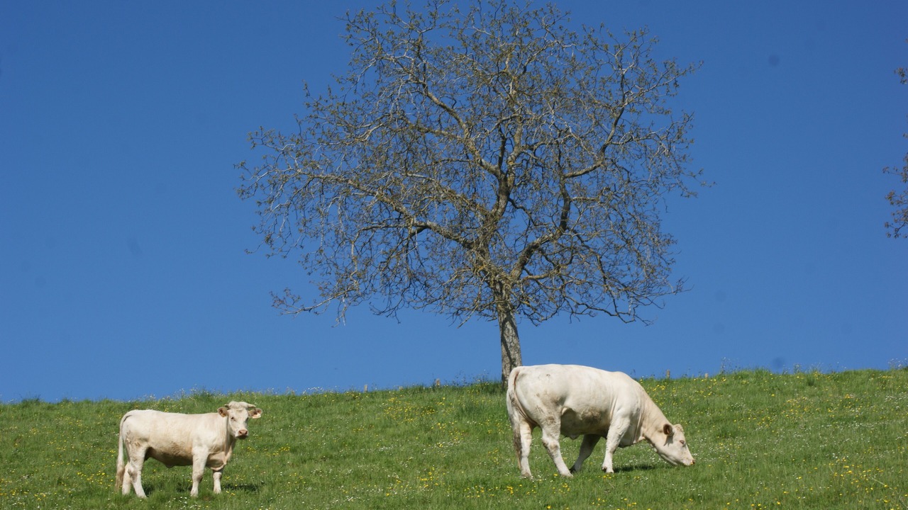 Photo of Outdoor in Saint-Geoire-en-Valdaine