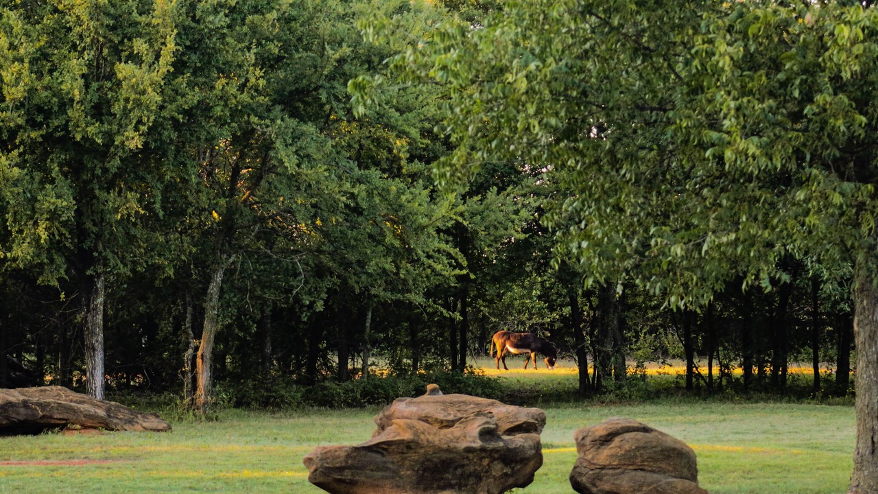 Photo of Outdoor in Pilot Point