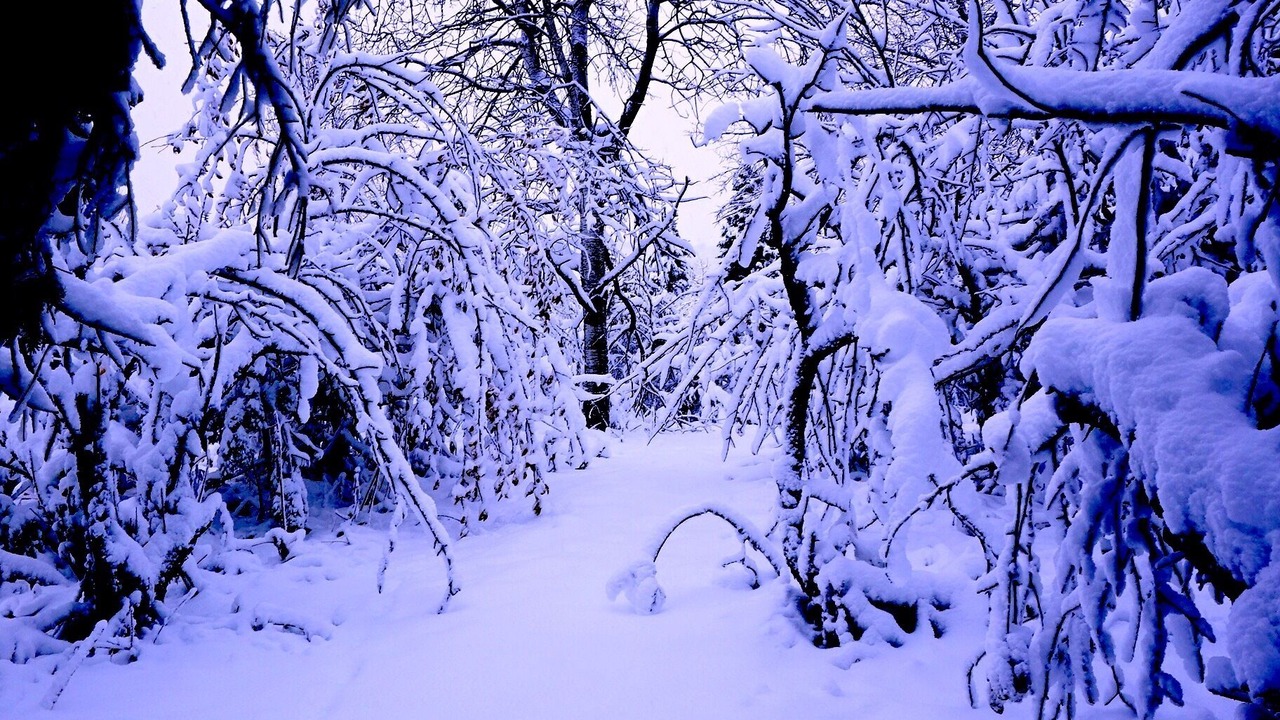 Photo of Others in Ironwood