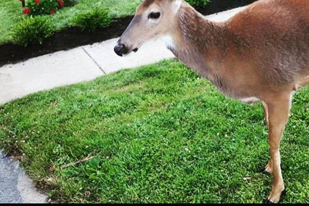 Photo of Others in Pulaski