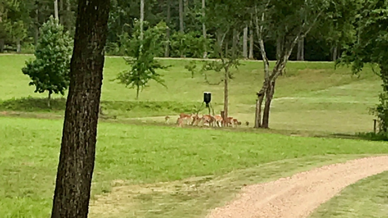 Photo of Others in Board Camp