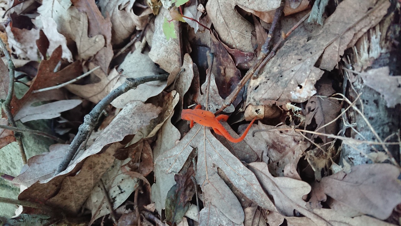 Photo of Others in Henryville