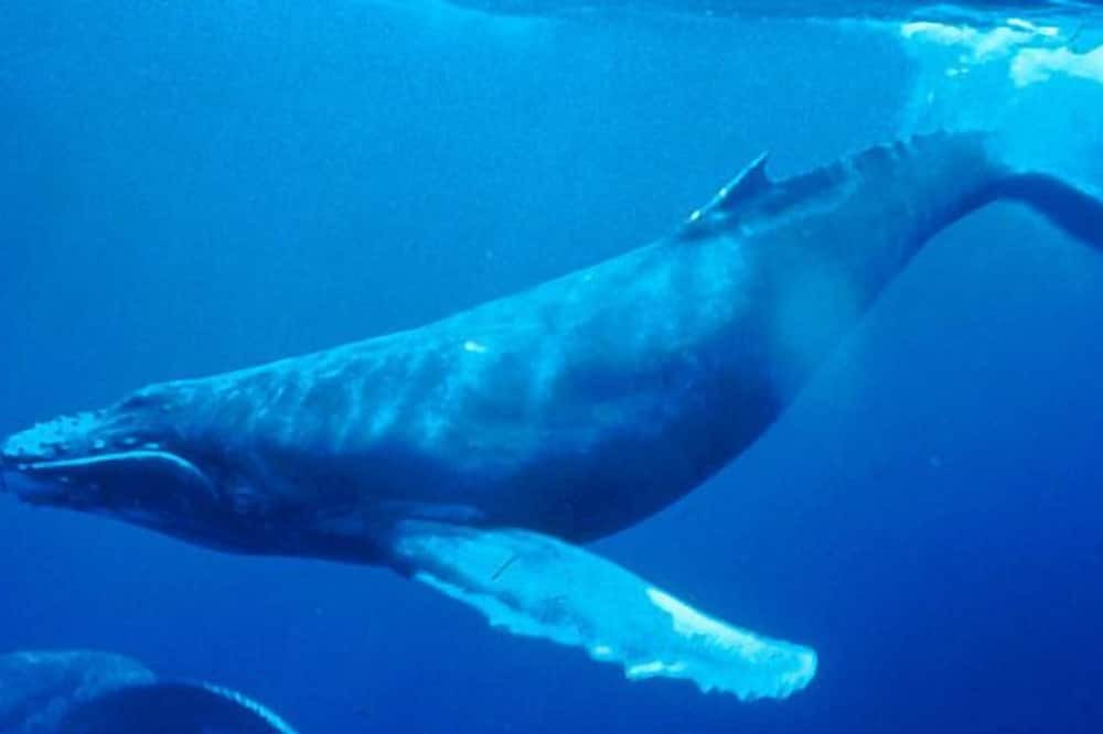 Photo of Others in Waimanalo Beach