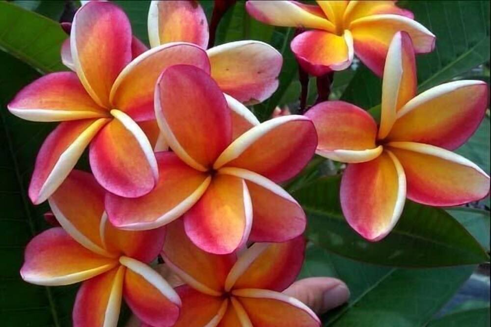 Photo of Others in Waimanalo Beach