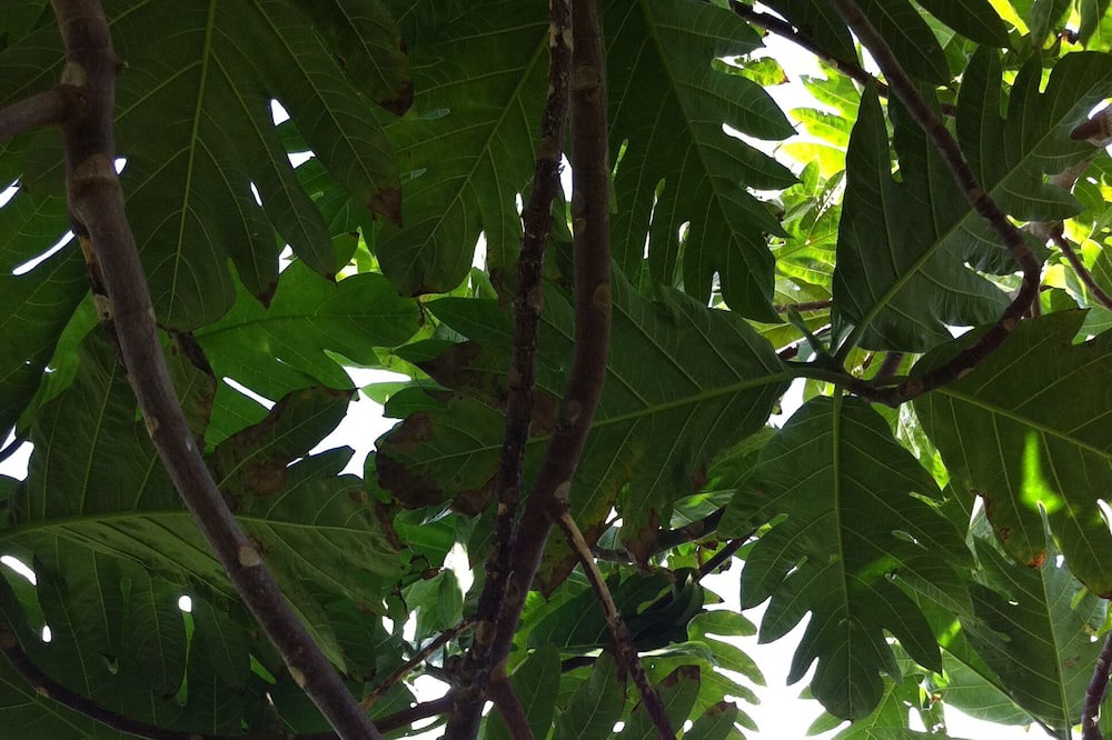Photo of Others in Waimanalo Beach