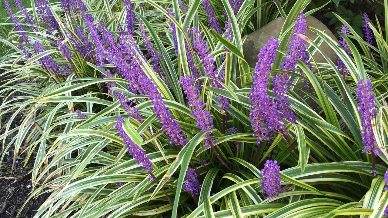 Photo of Outdoor in Remsenburg