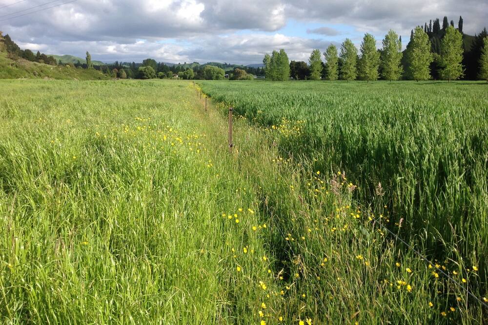 Photo of Outdoor in Manunui