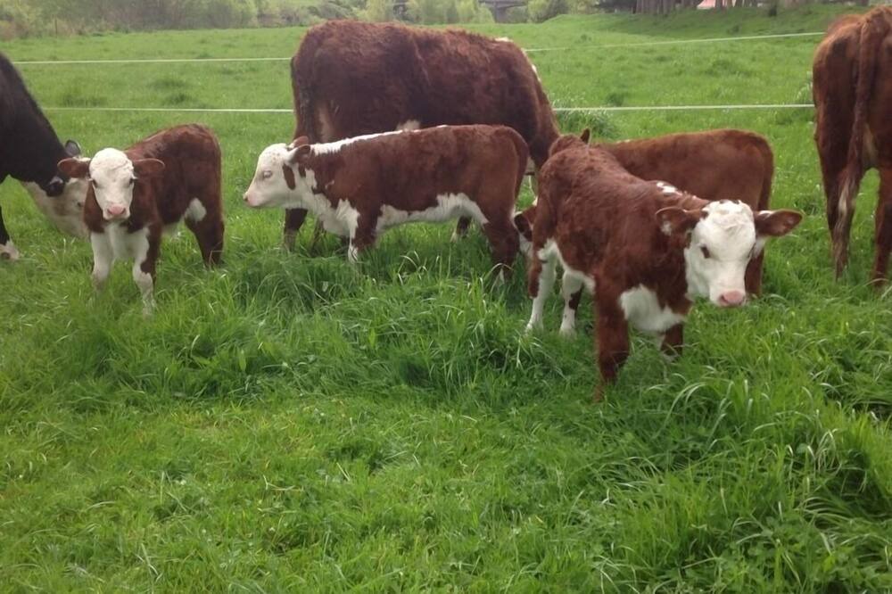 Photo of Others in Manunui