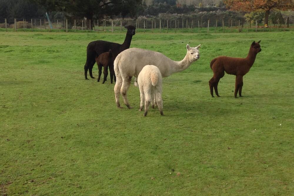 Photo of Outdoor in Manunui