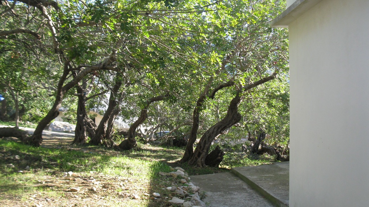Photo of Outdoor in Komiza