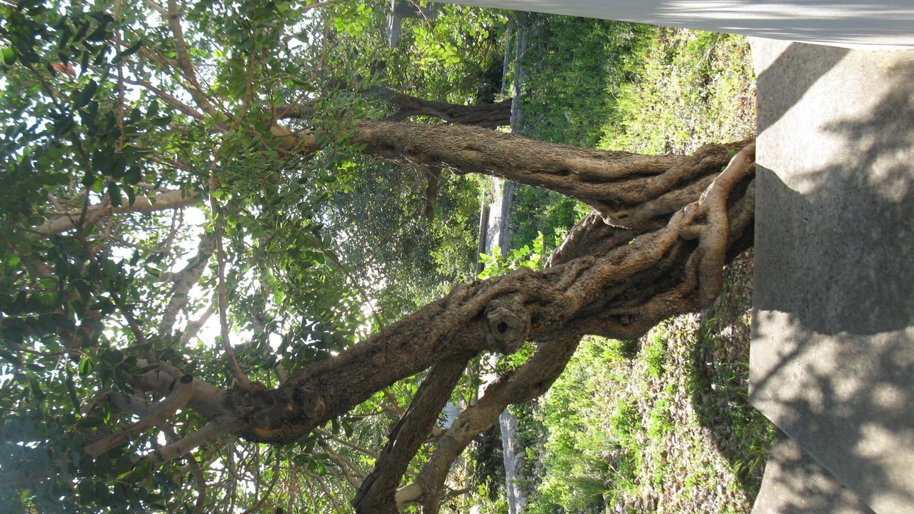 Photo of Outdoor in Komiza