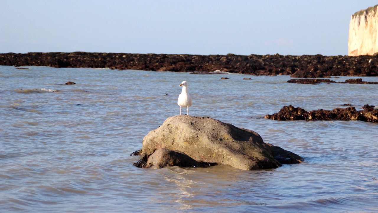 Photo of Others in Saint-Martin-aux-Buneaux