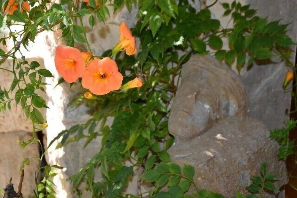 Photo of Others in Lagrasse