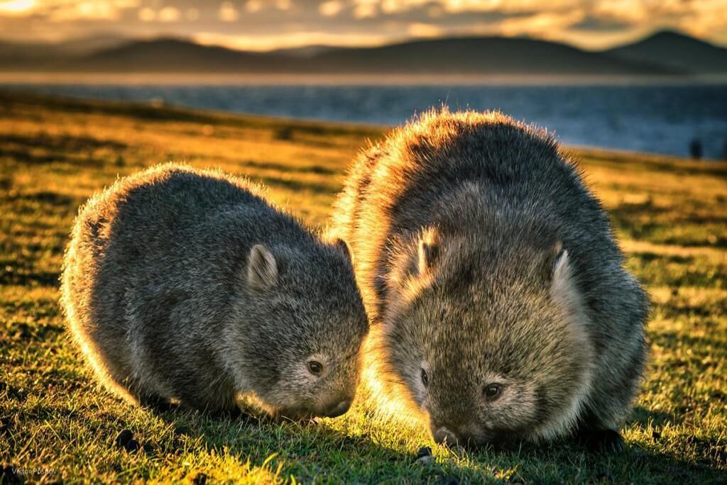 Photo of Others in Hill End