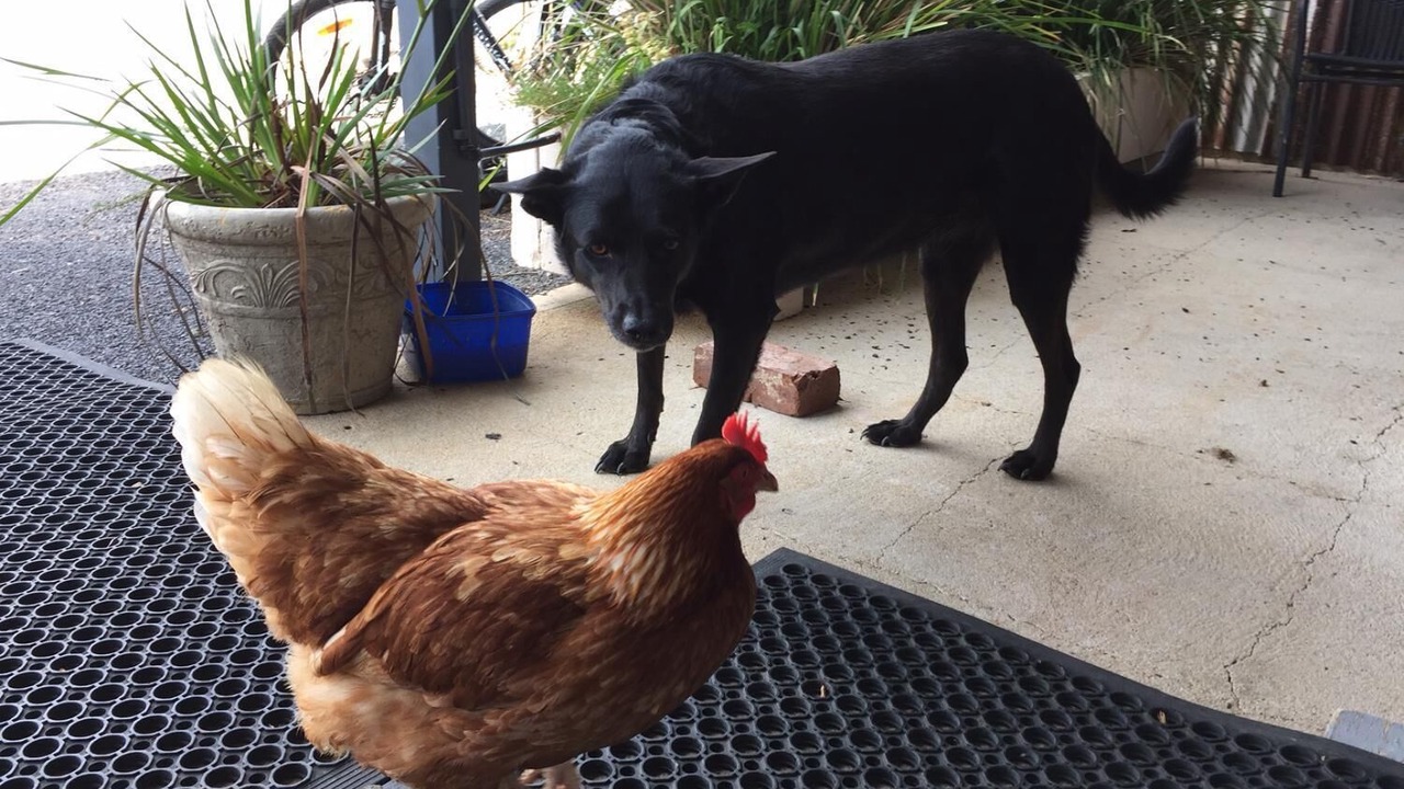 Photo of Others in Hill End