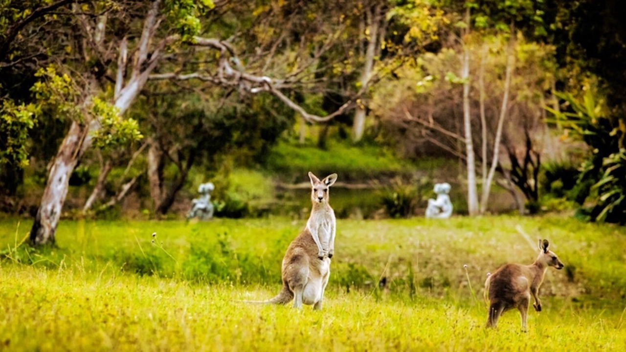 Photo of Others in Woolgoolga