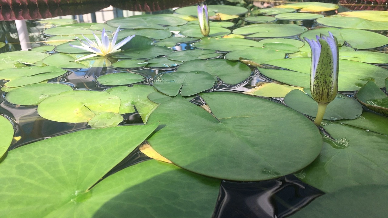 Photo of Others in North Adelaide