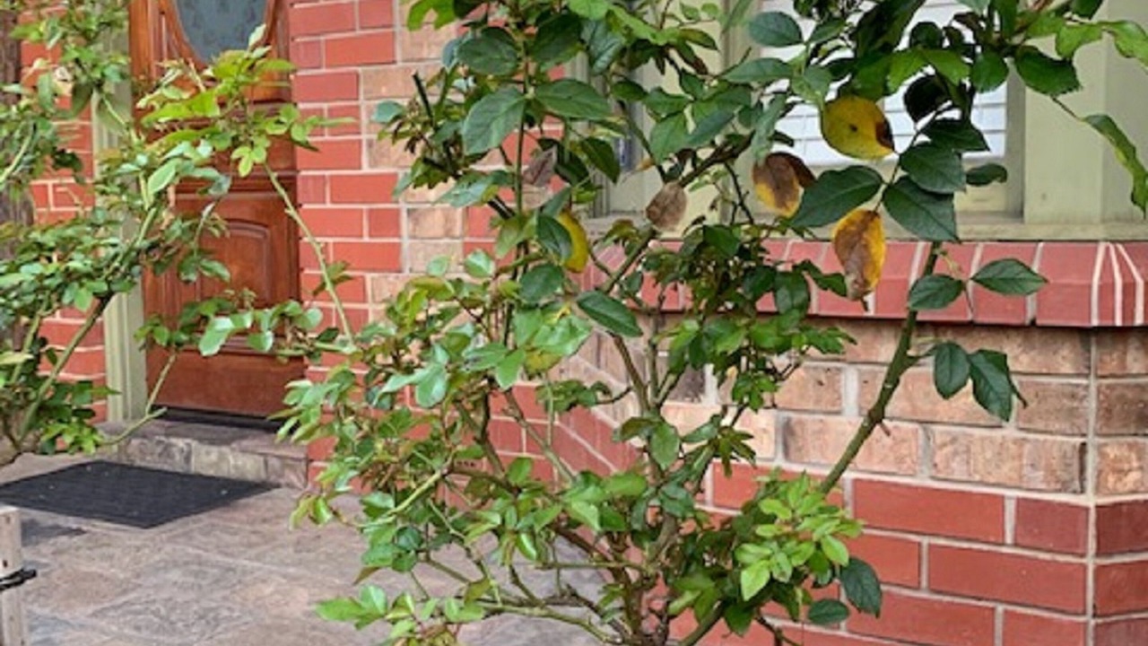 Photo of Outdoor in North Adelaide