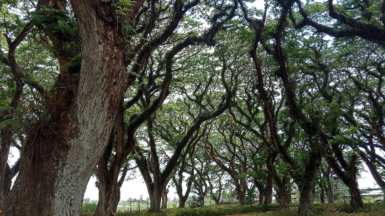 Photo of Others in Banyuwangi