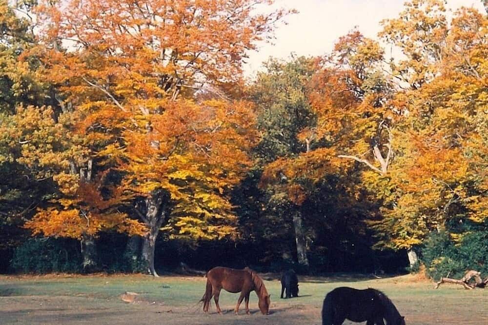 Photo of Others in Romsey