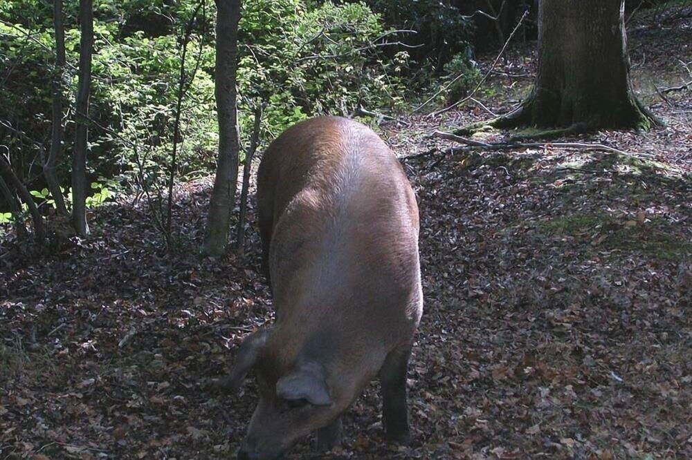 Photo of Outdoor in Romsey